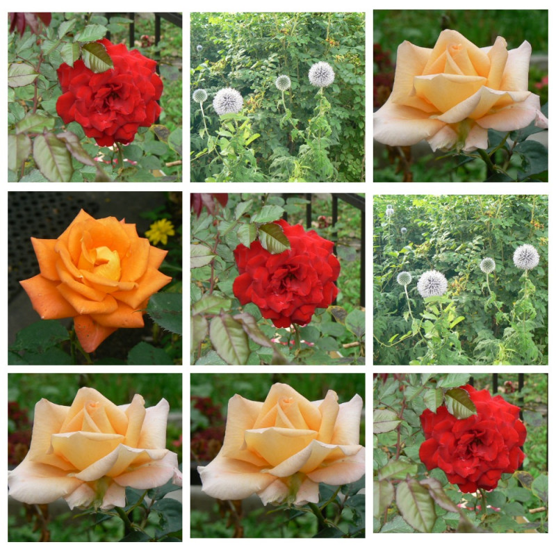 MyCollages.jpg