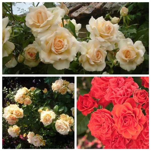 MyCollages11.jpg