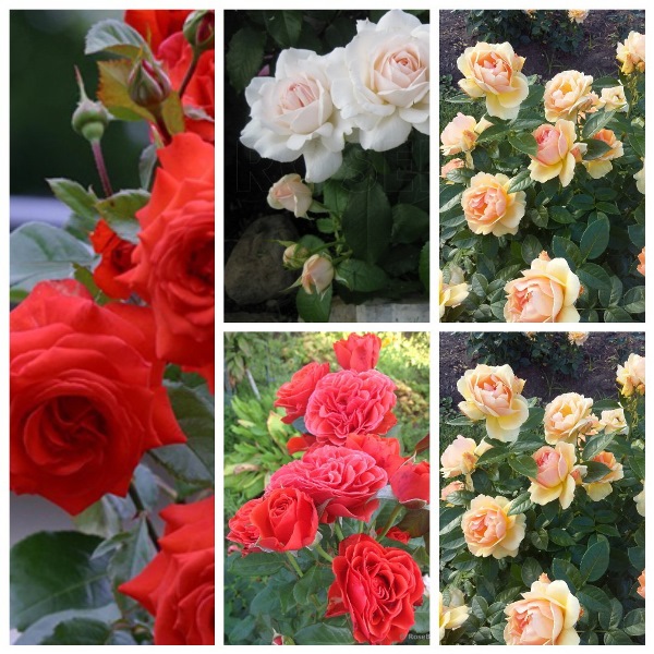 MyCollages (18)1.jpg