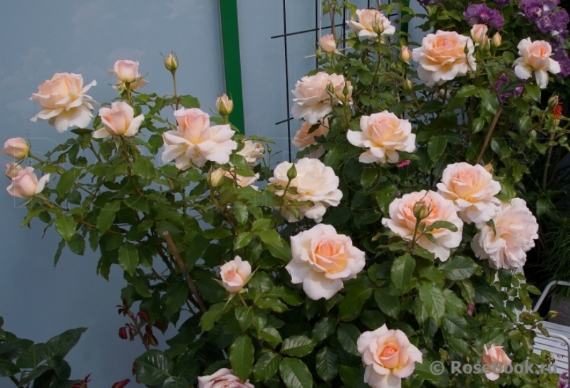 Chandos Beauty3.jpg