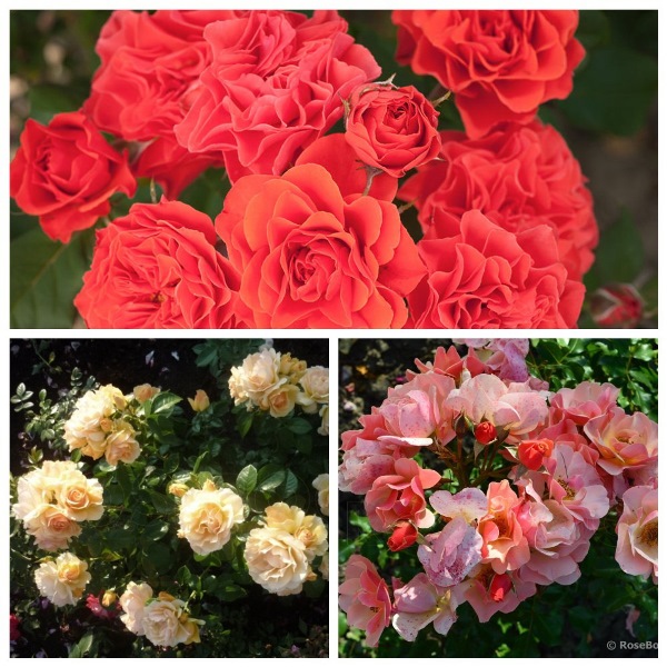 MyCollages (19)1.jpg