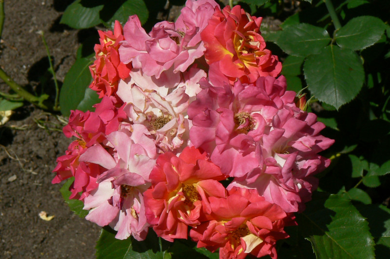 P1050027.JPG