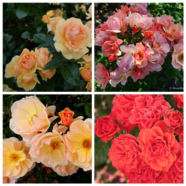 MyCollages (21)1.jpg