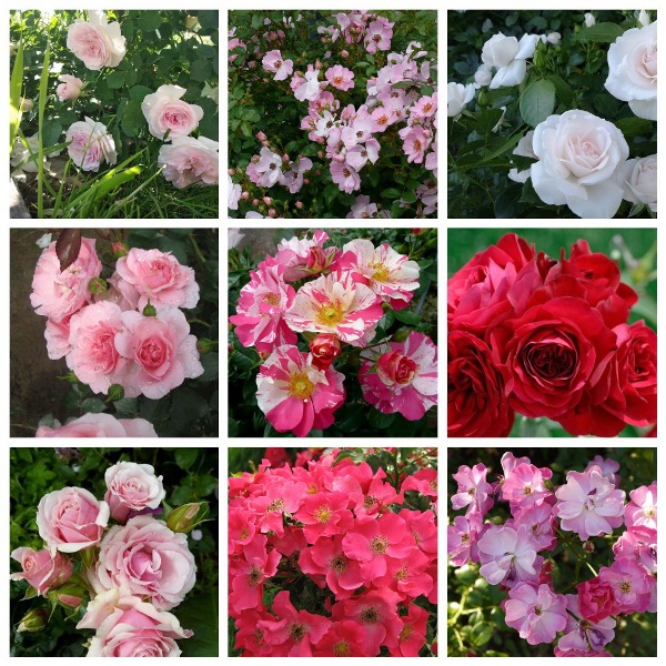 MyCollages (25)1.jpg