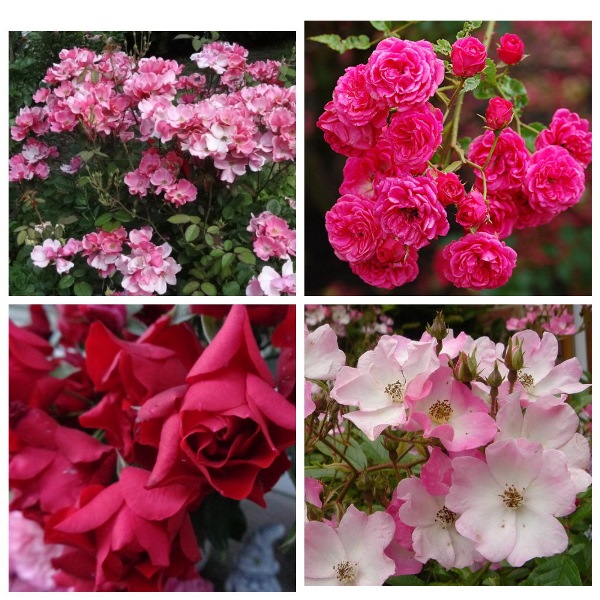 MyCollages (26)1.jpg