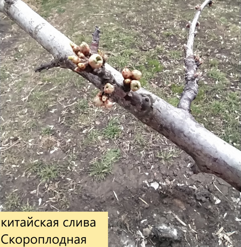 IMG_20200404_150253 слив.jpg