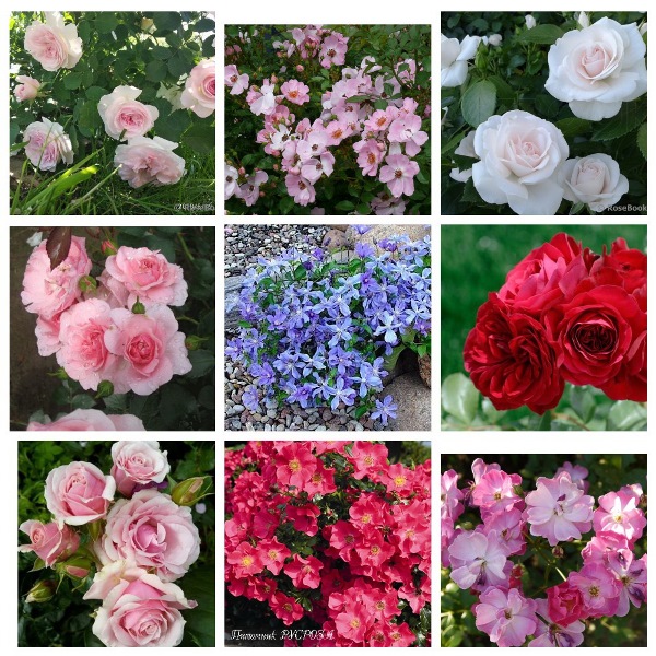MyCollages (29)1.jpg