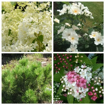 MyCollages (53)1.jpg