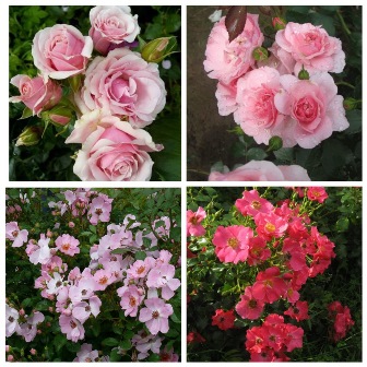 MyCollages (52)1.jpg