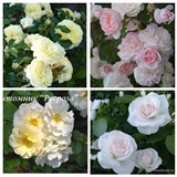 MyCollages (54)2.jpg