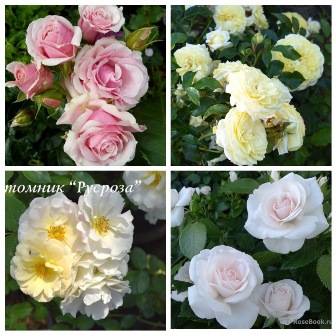 MyCollages (56)1.jpg