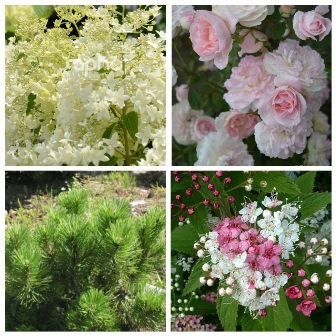 MyCollages (58)1.jpg