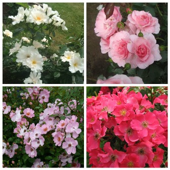 MyCollages (59)1.jpg