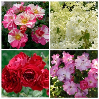 MyCollages (50)1.jpg
