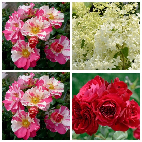 MyCollages (60)2.jpg