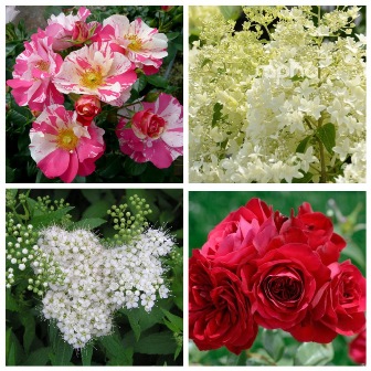 MyCollages (62)1.jpg