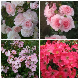 MyCollages (57)1.jpg