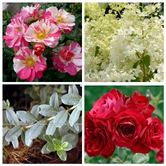 MyCollages (63)1.jpg