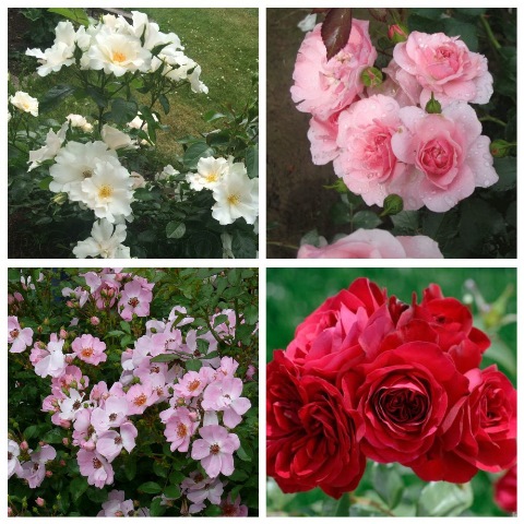MyCollages (67)1.jpg