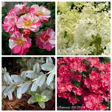 MyCollages (66)1.jpg