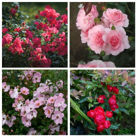 MyCollages (71)1.jpg