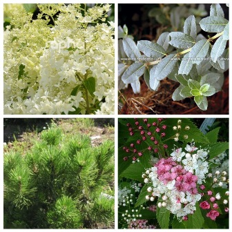 MyCollages (70)1.jpg