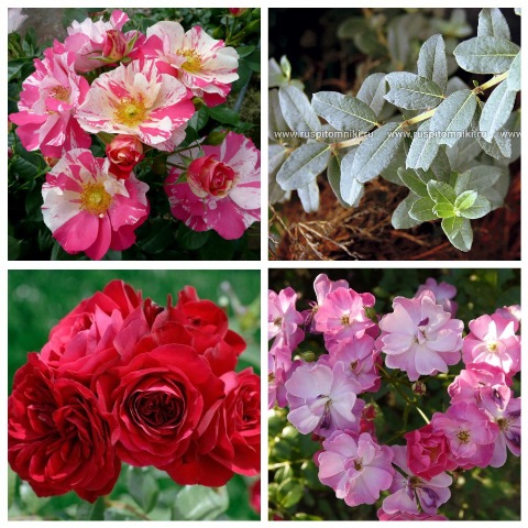 MyCollages (68)1.jpg