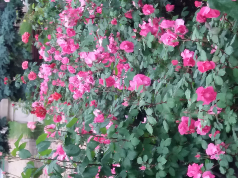 20190525_191133.jpg