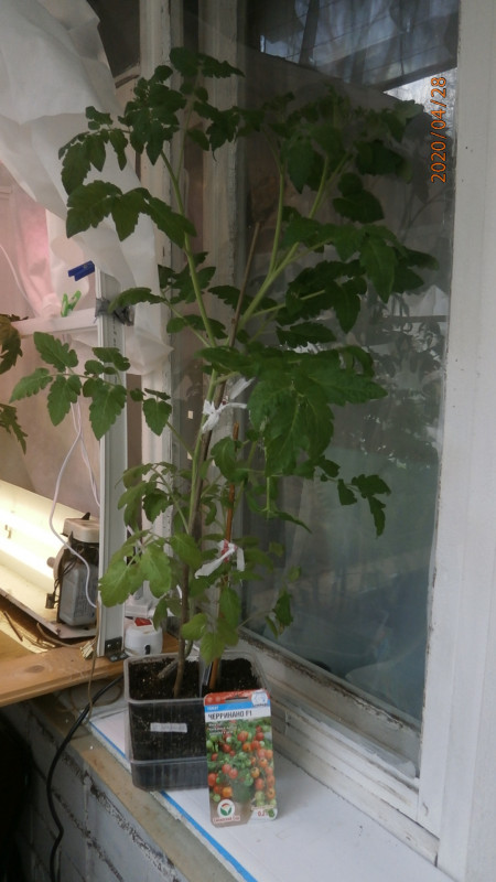 P4284893.JPG