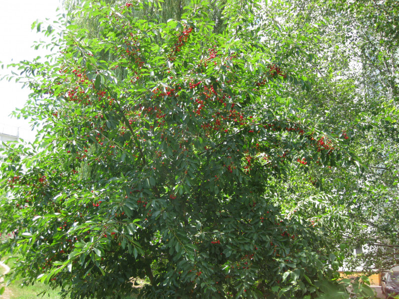 IMG_8152.JPG