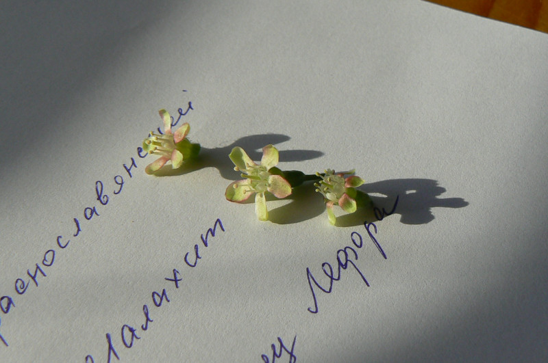 P1430222.JPG