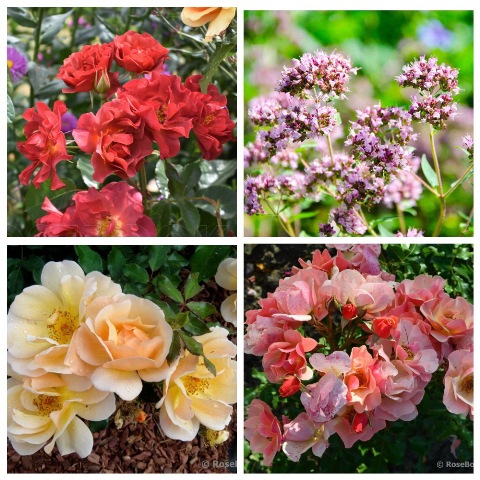 MyCollages (77).jpg