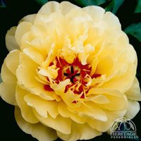 пион Yellow Waterlily.jpg