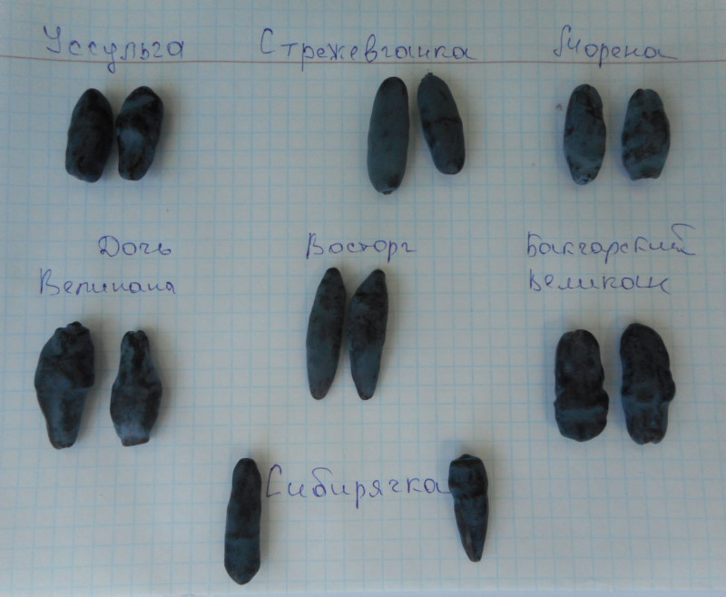 DSCN6сортов.jpg