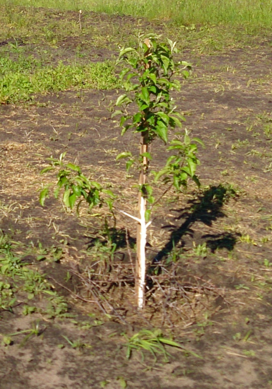 Лигол 24,05,20 (74).jpg