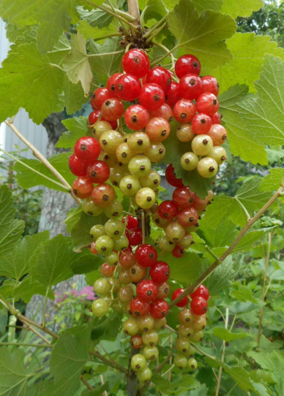 DSCN_Натали_21.06.2020.jpg