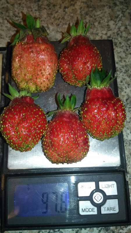 Ягоды порядка 20гр., отдельные 25гр., вкуса сладчайшей лесной земляники. Мне понравились нынче больше Купчихи