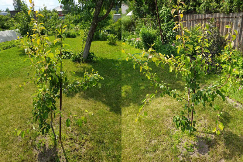 Завея_2020-06-28.jpg
