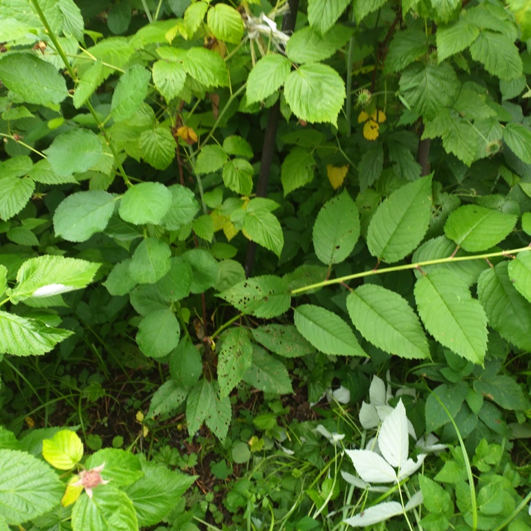 IMG_20200709_160454.jpg