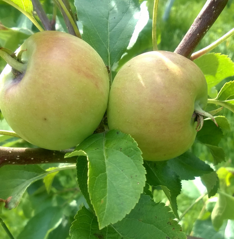 WP_20200730_17_23_28_Pro.jpg