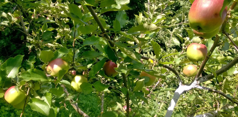 WP_20200730_17_24_35_Pro.jpg