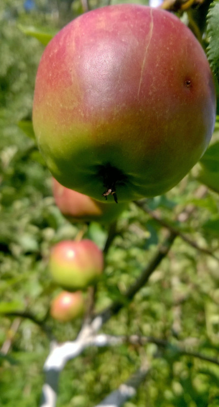 WP_20200730_17_25_01_Pro.jpg