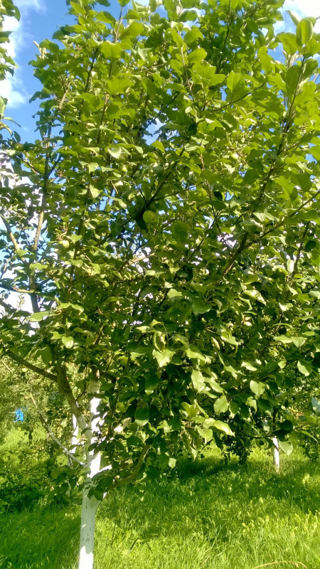 WP_20200730_17_25_55_Pro.jpg