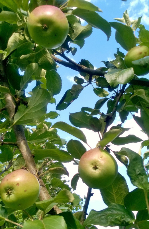 WP_20200730_17_27_51_Pro.jpg