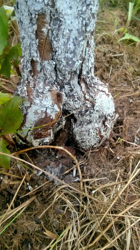 WP_20200730_17_32_23_Pro.jpg