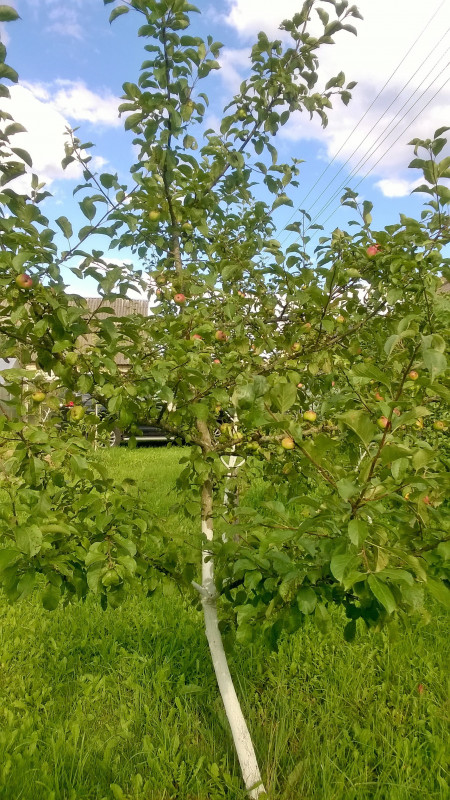 WP_20200730_17_38_02_Pro.jpg