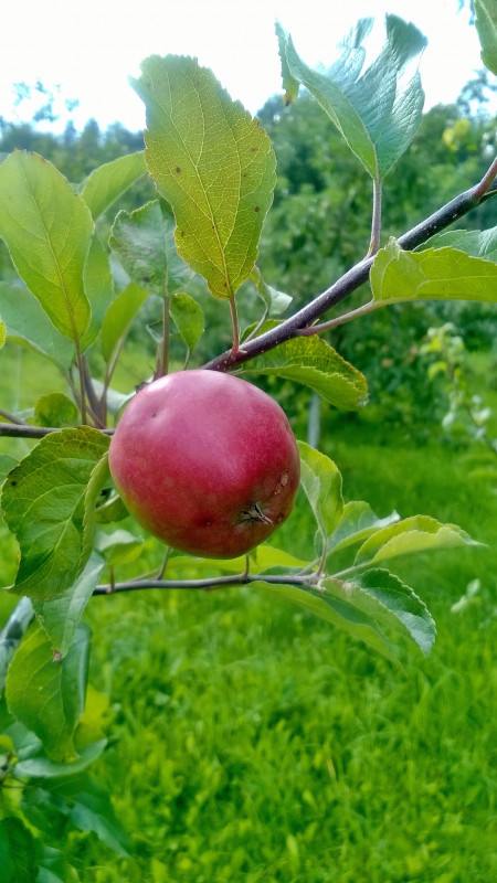 WP_20200730_17_39_01_Pro.jpg