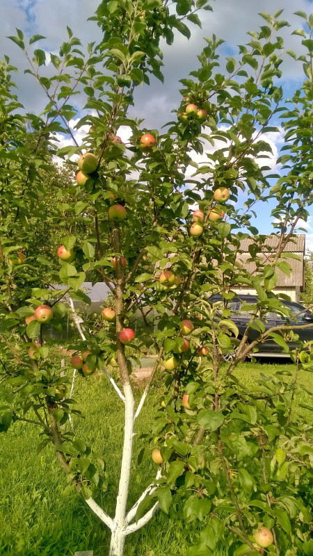 WP_20200730_17_38_39_Pro.jpg