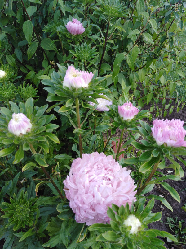 IMG_20200806_183143.jpg