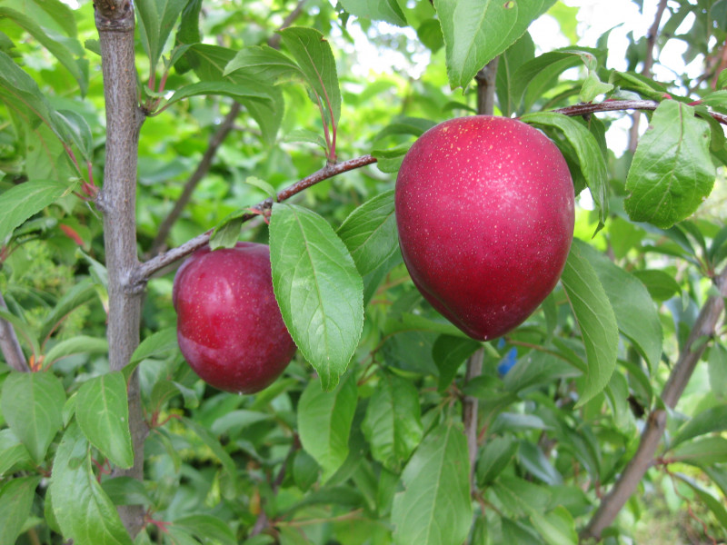 IMG_9493.JPG